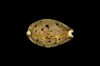 藏品(山貓寶螺)的圖片